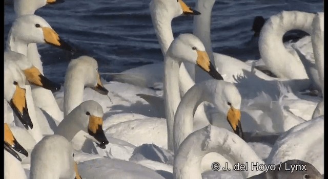 Whooper Swan - ML201360951