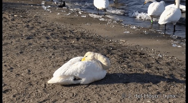 Singschwan - ML201360961