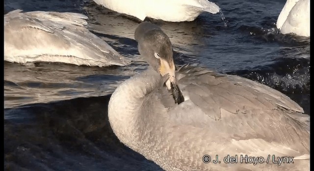 黃嘴天鵝 - ML201360971