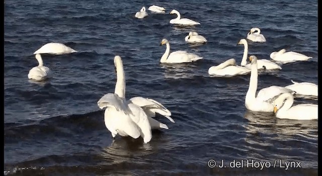 Singschwan - ML201360981