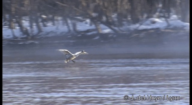 Whooper Swan - ML201360991