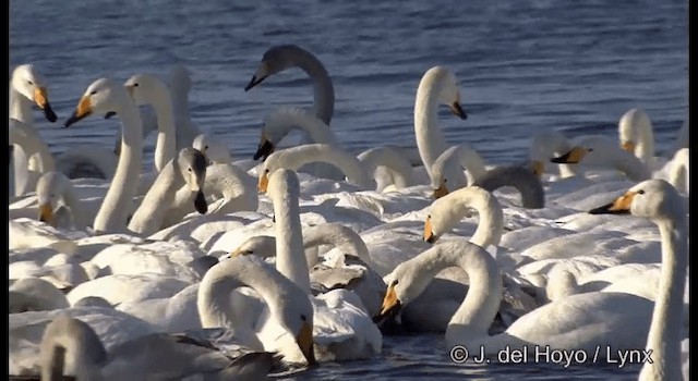 Whooper Swan - ML201361001