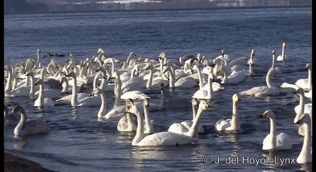 Whooper Swan - ML201361011