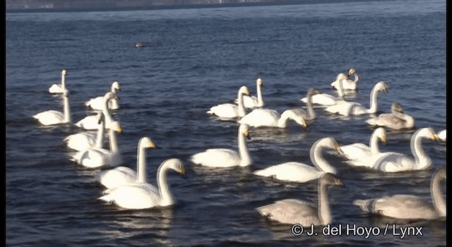 Whooper Swan - ML201361021