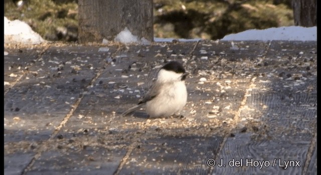 Marsh Tit - ML201361051