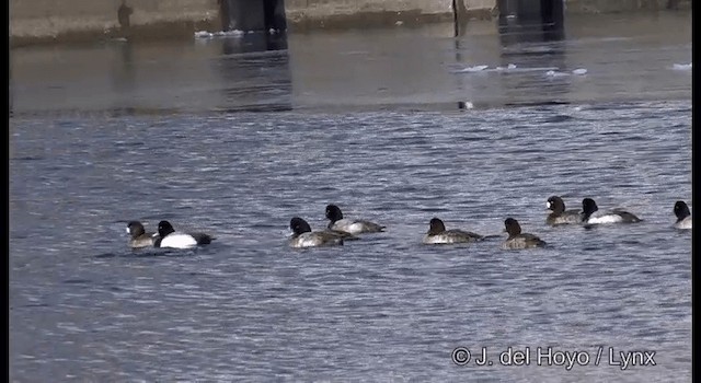 Greater Scaup - ML201361061