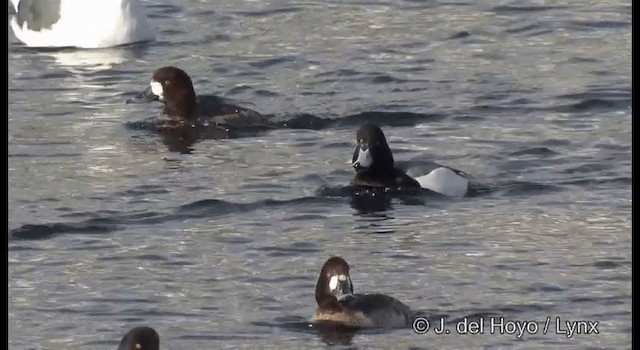Greater Scaup - ML201361071