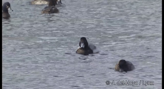 Greater Scaup - ML201361111