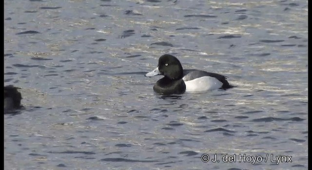 Karabaş Patka - ML201361141