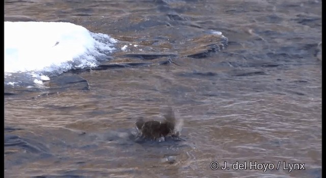 Brown Dipper - ML201361161