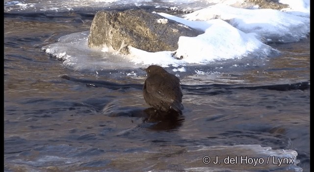 Brown Dipper - ML201361171