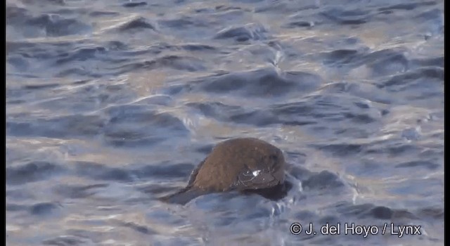 Brown Dipper - ML201361211