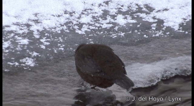 Brown Dipper - ML201361231