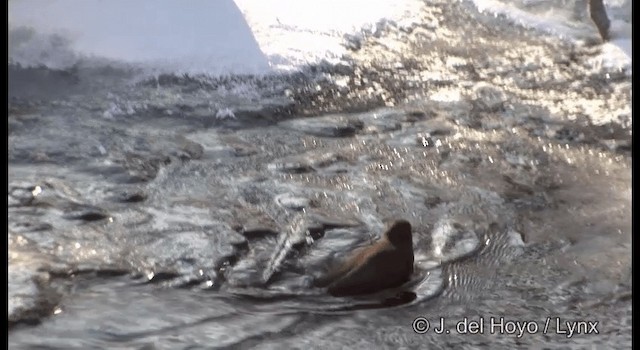 Brown Dipper - ML201361241