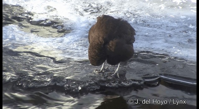 Mirlo Acuático Pardo - ML201361251