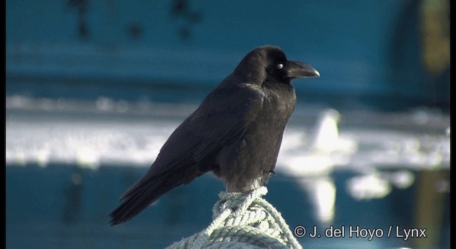 Corbeau à gros bec (groupe macrorhynchos) - ML201361281