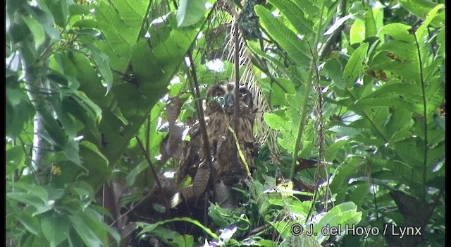 Fearful Owl - ML201361321