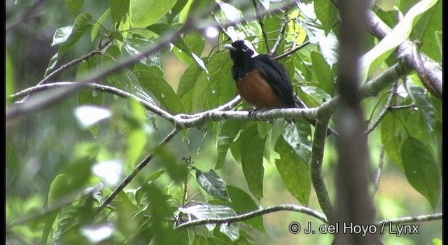 White-capped Monarch - ML201361351