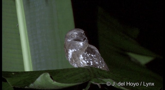 Solomons Frogmouth - ML201361371