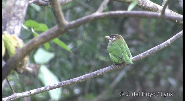 barbet bělolící - ML201361381