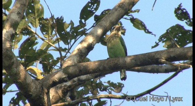 barbet bělolící - ML201361391