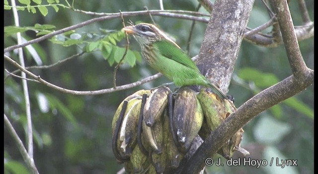 White-cheeked Barbet - ML201361401