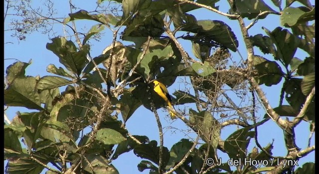 Black-hooded Oriole - ML201361681