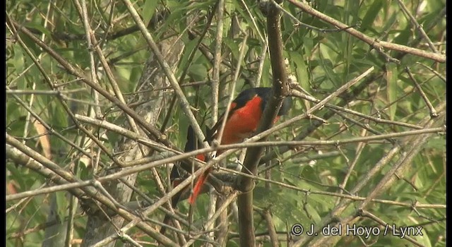 Orange Minivet - ML201361741