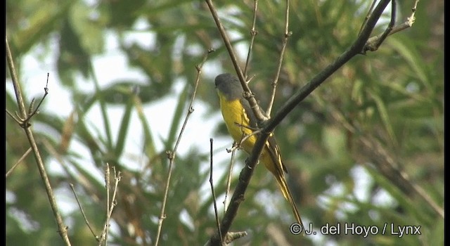 Orangemennigvogel - ML201361751