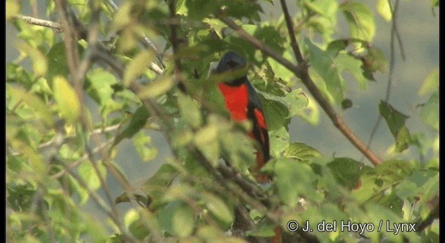 Orange Minivet - ML201361761