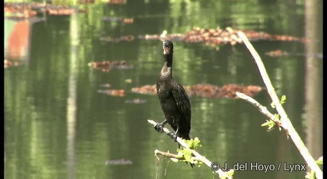 Little Cormorant - ML201361821