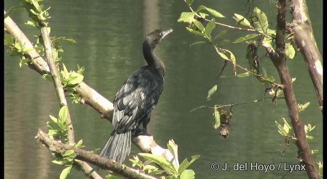 Little Cormorant - ML201361831