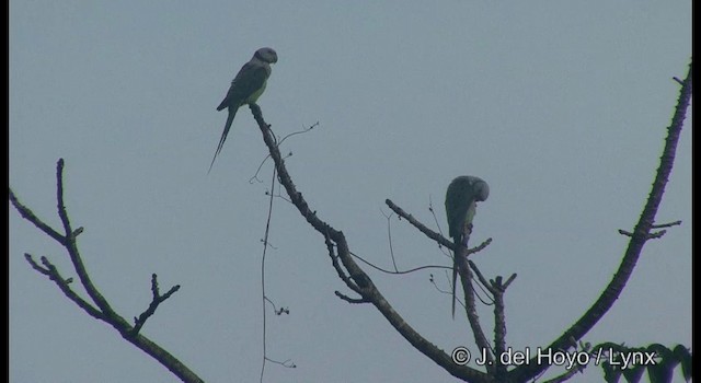 Malabar Yeşil Papağanı - ML201361871