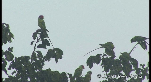 Plum-headed Parakeet - ML201361881