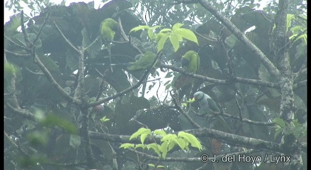 Plum-headed Parakeet - ML201361891