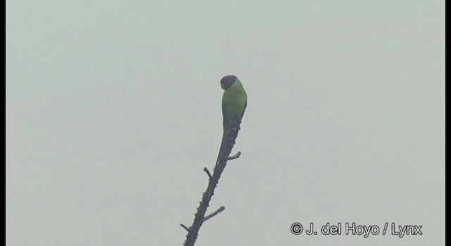 Plum-headed Parakeet - ML201361901