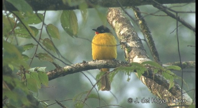 Flame-throated Bulbul - ML201361911