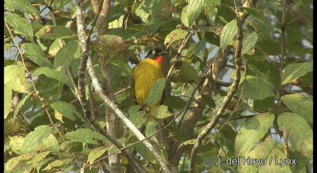 Bulbul à gorge rubis - ML201361921