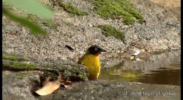 Flame-throated Bulbul - ML201361951