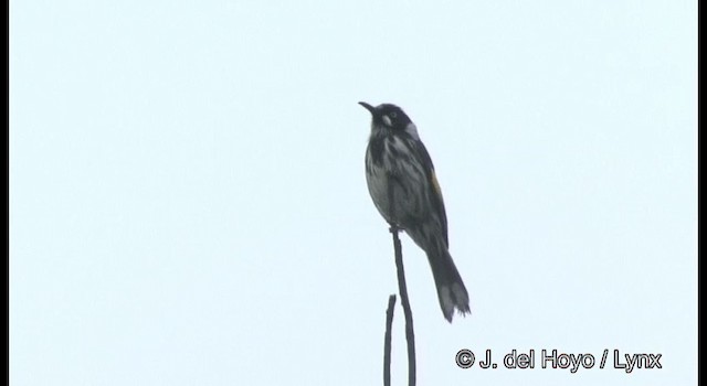 New Holland Honeyeater - ML201361961