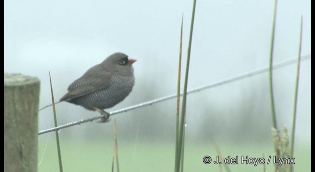 Beautiful Firetail - ML201361971