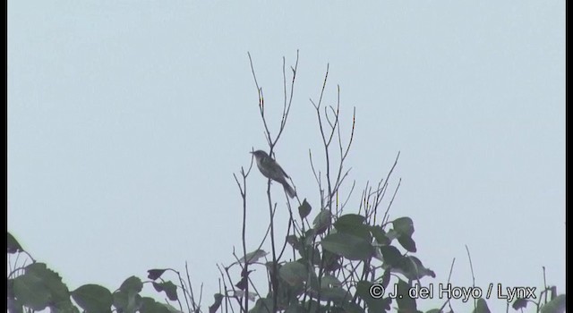 Crescent Honeyeater - ML201361981