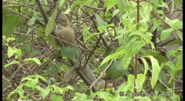 Common Babbler - ML201362051