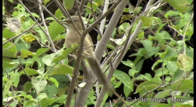 Common Babbler - ML201362061