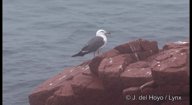 Gaviota Japonesa - ML201362291