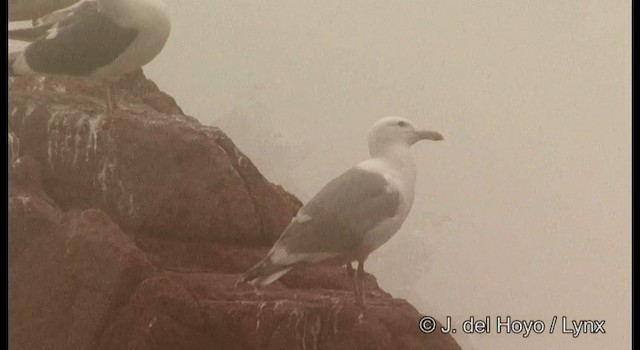 Glaucous-winged Gull - ML201362311