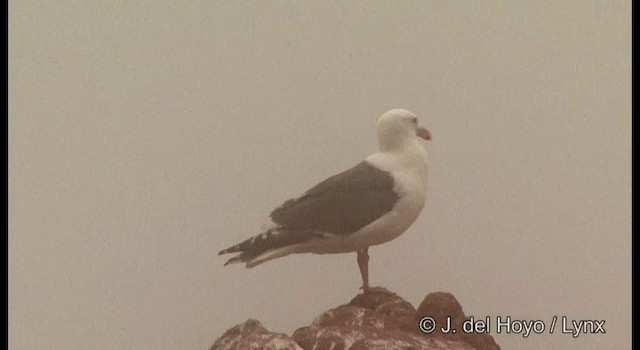 Slaty-backed Gull - ML201362321