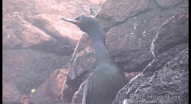 Cormoran pélagique - ML201362331