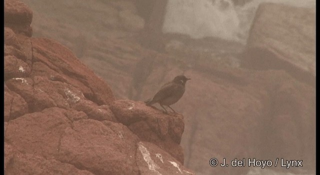 White-cheeked Starling - ML201362351