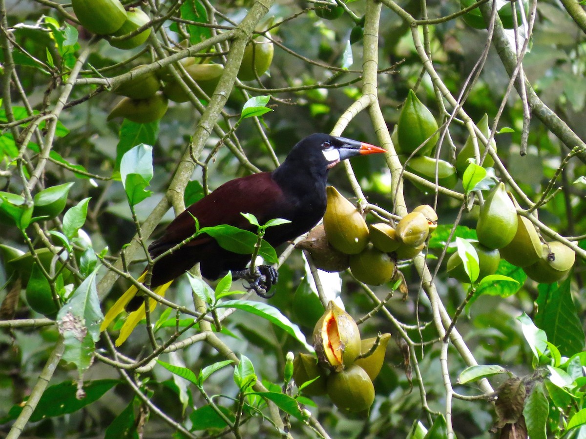 Montezuma Oropendola - ML20136241